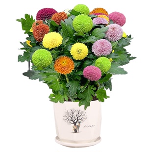 乒乓球菊花盆栽花卉植物鲜花室内阳台好养易活多季开花不断好养