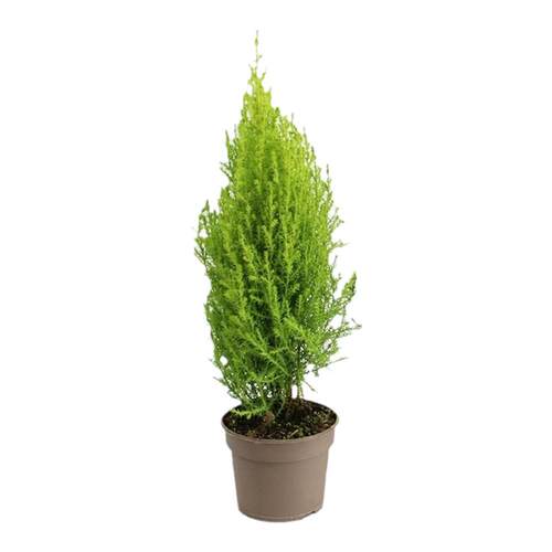 塔莎的花园小香松小松树常绿盆栽室内绿植盆景桌面植物