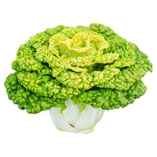 黄心乌菜种子乌塌菜种孑四季白菜苗满地金青菜蔬菜黑菜秋冬季菜籽