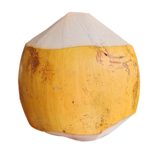 海南金椰子万宁三亚特产新鲜水果黄金椰红椰现摘椰青带皮孕妇补水