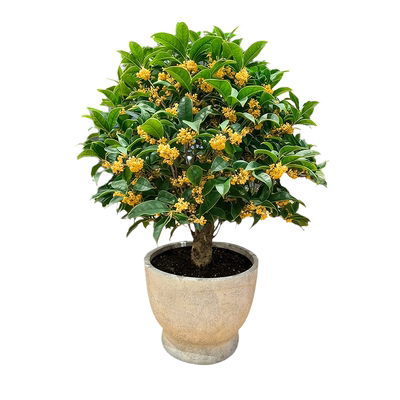 矮桩桂花盆栽浓香型花卉北方耐寒