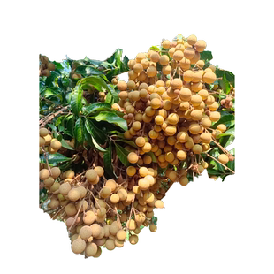 桂圆树苖嫁接龙眼树苗石硖水果树果苗南方大盆栽四季无核当年结果