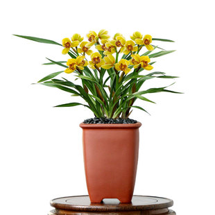 翁源兰花苗正品春兰金凤凰金色年华带花浓香好养室内绿植花卉盆栽