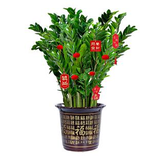 客厅旺宅树金钱树盆栽客厅旺宅真花绿植大型发财树乔迁植物摆件