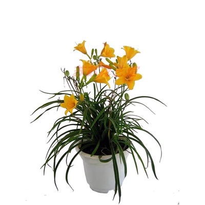 绿化大花萱草花苗四季开花