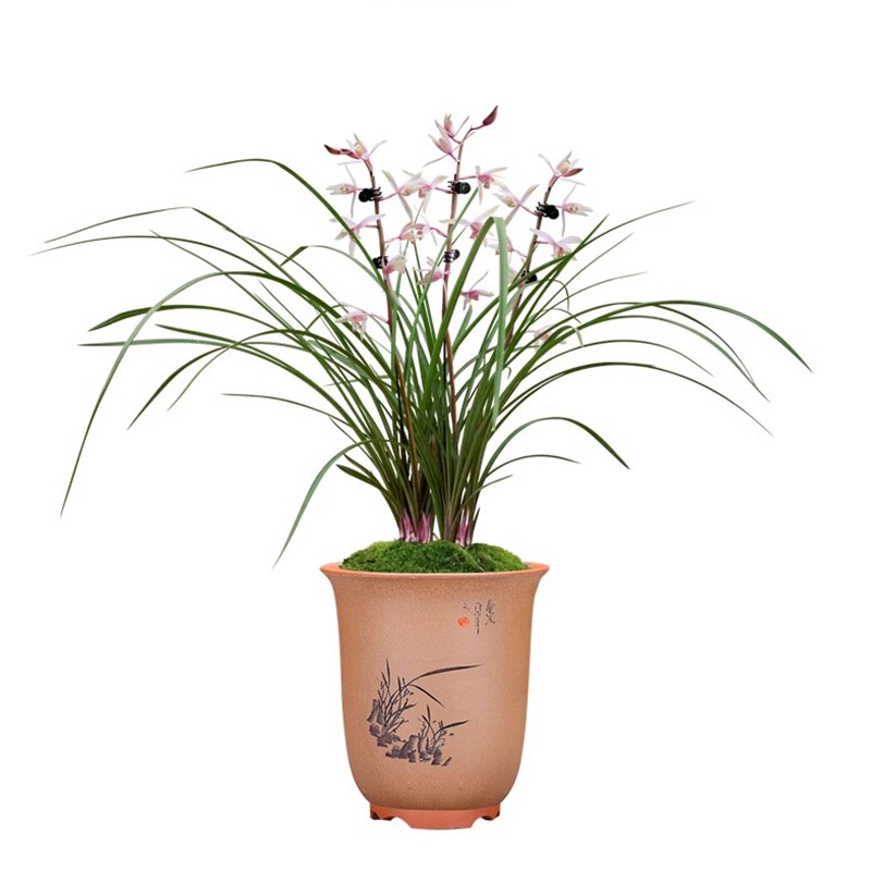 蕙兰红香妃兰花苗浓香型红草红叶室内绿植花卉盆栽好养非矮种兰花