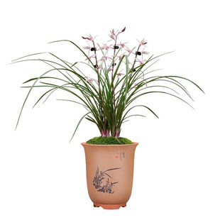 蕙兰红香妃兰花苗浓香型红草红叶室内绿植花卉盆栽好养非矮种兰花