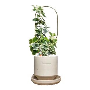 日本雪莹花叶常春藤稀品种网红ins绿植爬藤绿植盆栽观叶植物花卉