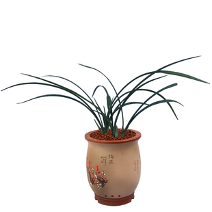 兰花霸王荷素春兰色花浓香客厅阳台书房室内外绿植盆栽兰花苗