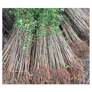 庭院树苗榆钱树苗榆树苗可以吃的榆钱树风景树盆景素材地栽榆钱树