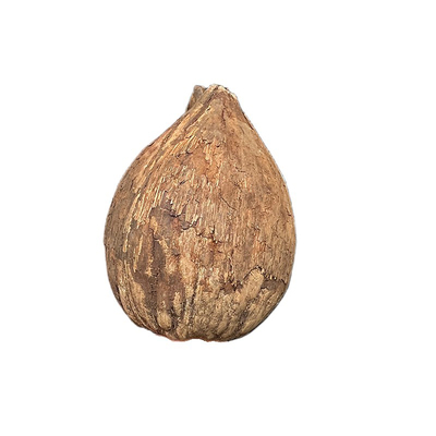 精品库克菩提原料原材料原籽