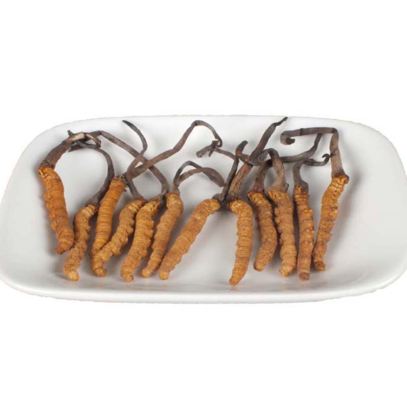 冬虫夏草正品中药材头茬虫草西藏那曲冬虫夏草藏草饱满4根/g