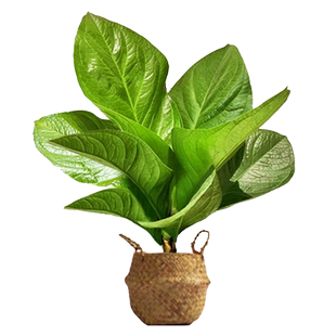 聚宝盆绿植阳台盆栽室内花卉办公室客厅植物鸟巢花烛好养活四季