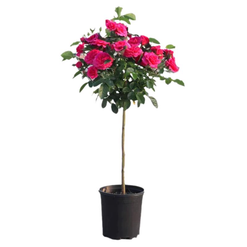 棒棒糖树桩月季花苗庭院绿化苗木