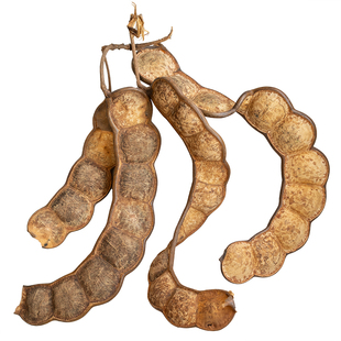 过江龙巨榼藤子 热带雨林平安豆豆荚油麻藤 居家阳台厨房倒挂装饰