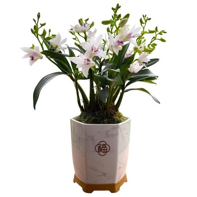 石斛兰基地直销带花苞紫云四季好养泼墨室内水培浓香花卉盆栽绿植