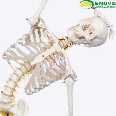 ENOVO颐诺170CM人体骨骼模型美术医学用脊柱弯曲瑜伽健身骨架模型