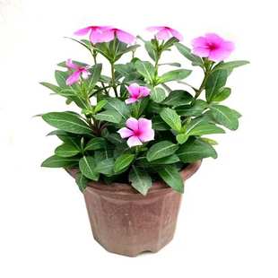 长春花种子日日春时钟花室外花园室内阳台盆栽四季易种植花卉种籽