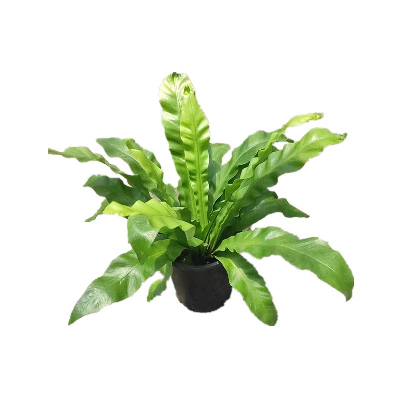 庭院室内耐寒喜阴大型蕨类植物造景绿植盆栽肾蕨针毛荚果蕨彩虹蕨