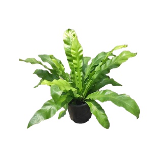 庭院室内耐寒喜阴大型蕨类植物造景绿植盆栽肾蕨针毛荚果蕨彩虹蕨