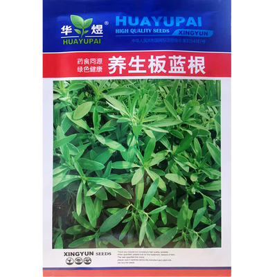 养生板蓝根种子野菜中药材