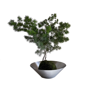 亲爱的绿植 蓬莱松盆栽客厅室内桌面净化空气办公室植物观叶盆景