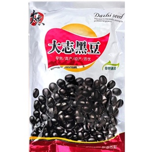 大志黑豆种子黑豆籽黑皮绿豆种籽早熟大田基地高产抗病强省时省工