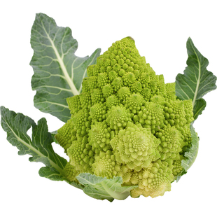 黄色宝塔花菜种子黄玛花椰菜菜花种孑菜籽春秋播种苗宝塔花菜种籽