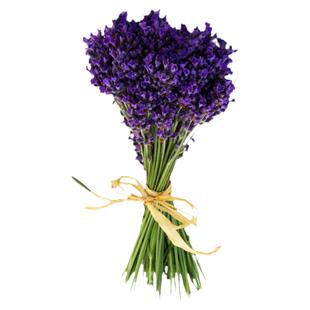 薰衣草种孑香草植物驱蚊花卉种籽子四季易活阳台盆栽庭院开花多年