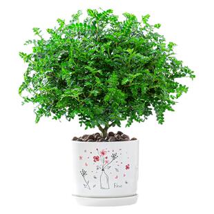 正宗清香胡椒木盆栽室内桌面驱蚊草四季好养花卉绿植净化空气植物