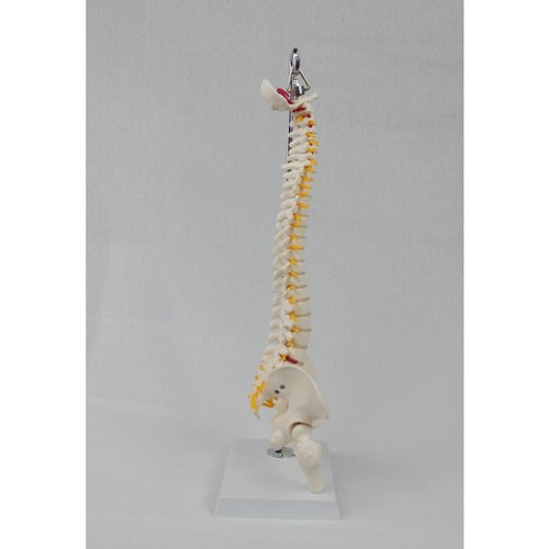 中型脊椎带骨盆腿骨（模具医学用具）专用教学模型挂式