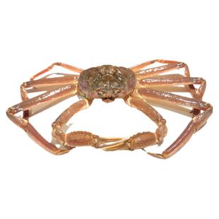 松叶蟹鲜活进口冰鲜长脚蟹俄罗斯1.5-3斤特大板蟹雪蟹腿超大螃蟹