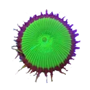 大眼绿纽扣珊瑚绿水螅大种好繁殖耐活新手珊瑚养定活体一颗成景