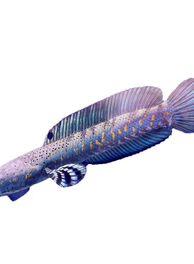 幻彩红宝石黄唇幻彩蓝宝石雷龙