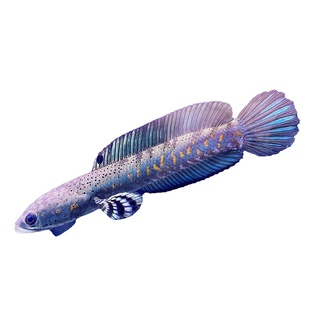 幻彩红宝石黄唇幻彩蓝宝石雷龙酒红阿萨姆奶茶鬼王巴卡精品活体鱼