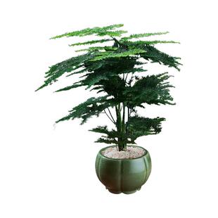文竹盆栽植物室内客厅办公室桌面小绿植云竹四季好养中式禅意盆景