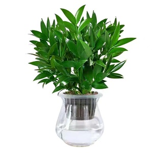 驱蚊竹柏水培植物绿植花卉客厅办公室内桌面盆栽驱蚊神器好养阳台