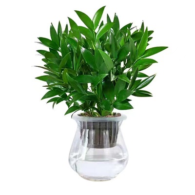 驱蚊竹柏水培植物室内好养绿植花卉客厅桌面盆栽驱蚊神器阳台大棵