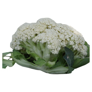 顺丰包邮农家自种散花菜青梗松花菜松花菜白面散花菜松菜花