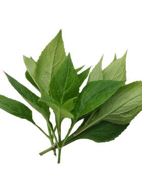 苦菜重庆野菜苦斋菜苦婆菜败酱草