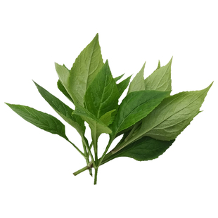 重庆野菜败酱草苦斋婆苦丁菜苦菜公新鲜野生绿色煲汤野菜