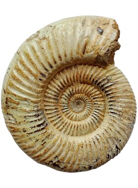 天然古生物海胆三叶虫标本摆件