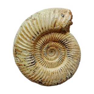天然古生物海胆海星三叶虫斑彩螺动物昆虫大菊石化石标本摆件2715