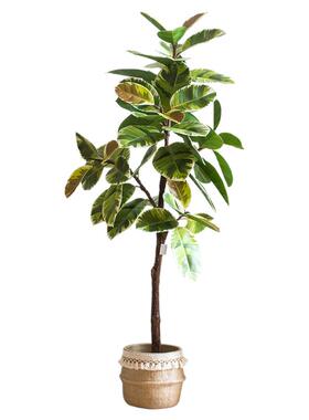 掬涵大型盆景室内绿植摆件