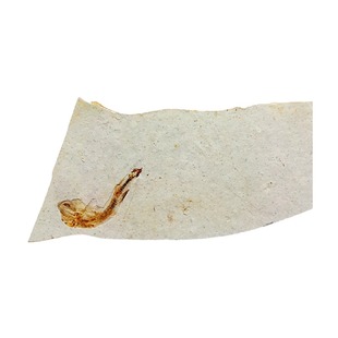 天然古生物奇石观赏石植物菊石海星海胆鱼化石原石标本2389