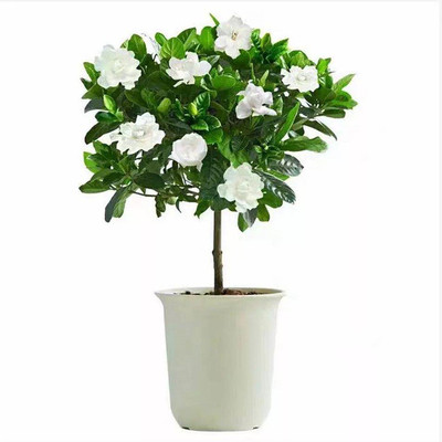 好养栀子花盆栽阳台室内芳香花卉