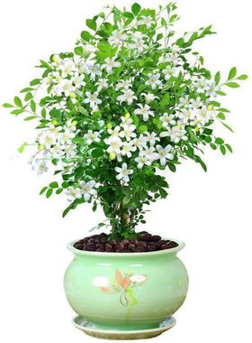 九里香花苗易养活浓香室内外植物