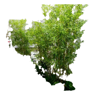 丛生竹子慈孝竹苗盆栽室内绿植庭院室外观赏米竹南方耐寒好养植物