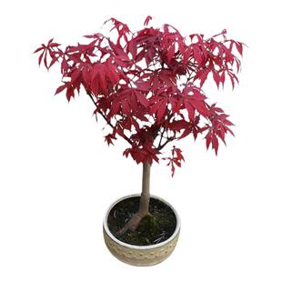 庭院植物红枫树苗盆栽花园阳台室内四季耐寒绿植日本红舞姬鸡爪槭