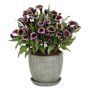 海蒂的花园彩色马蹄莲多年生球根花卉阳台庭院好养植物盆栽苗